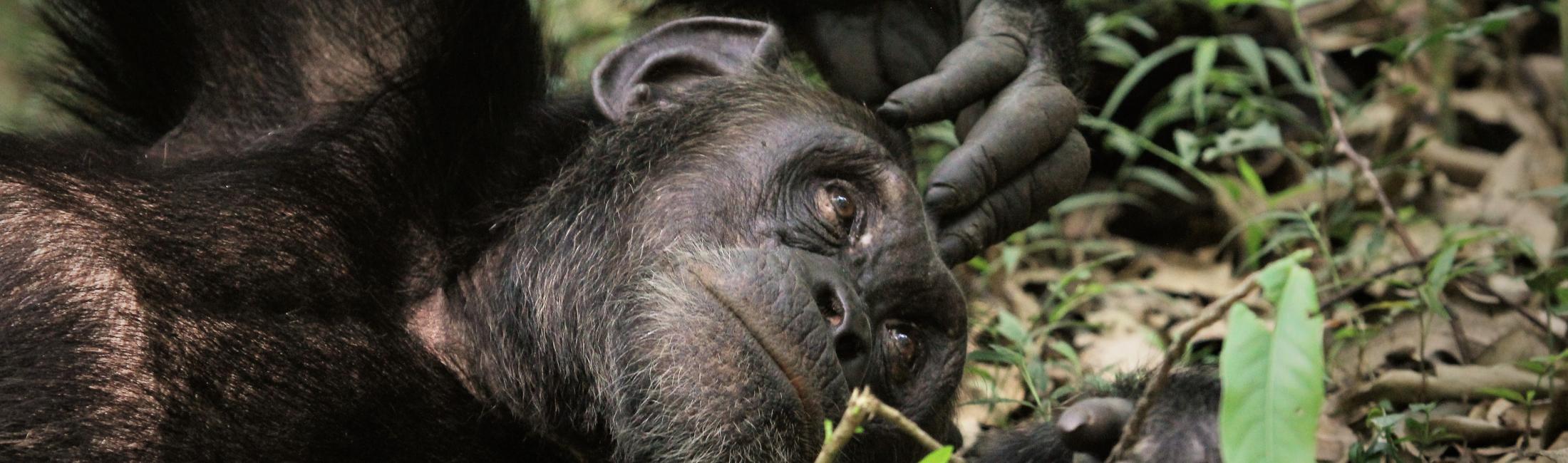 Chimpanzee - Kibale Uganda