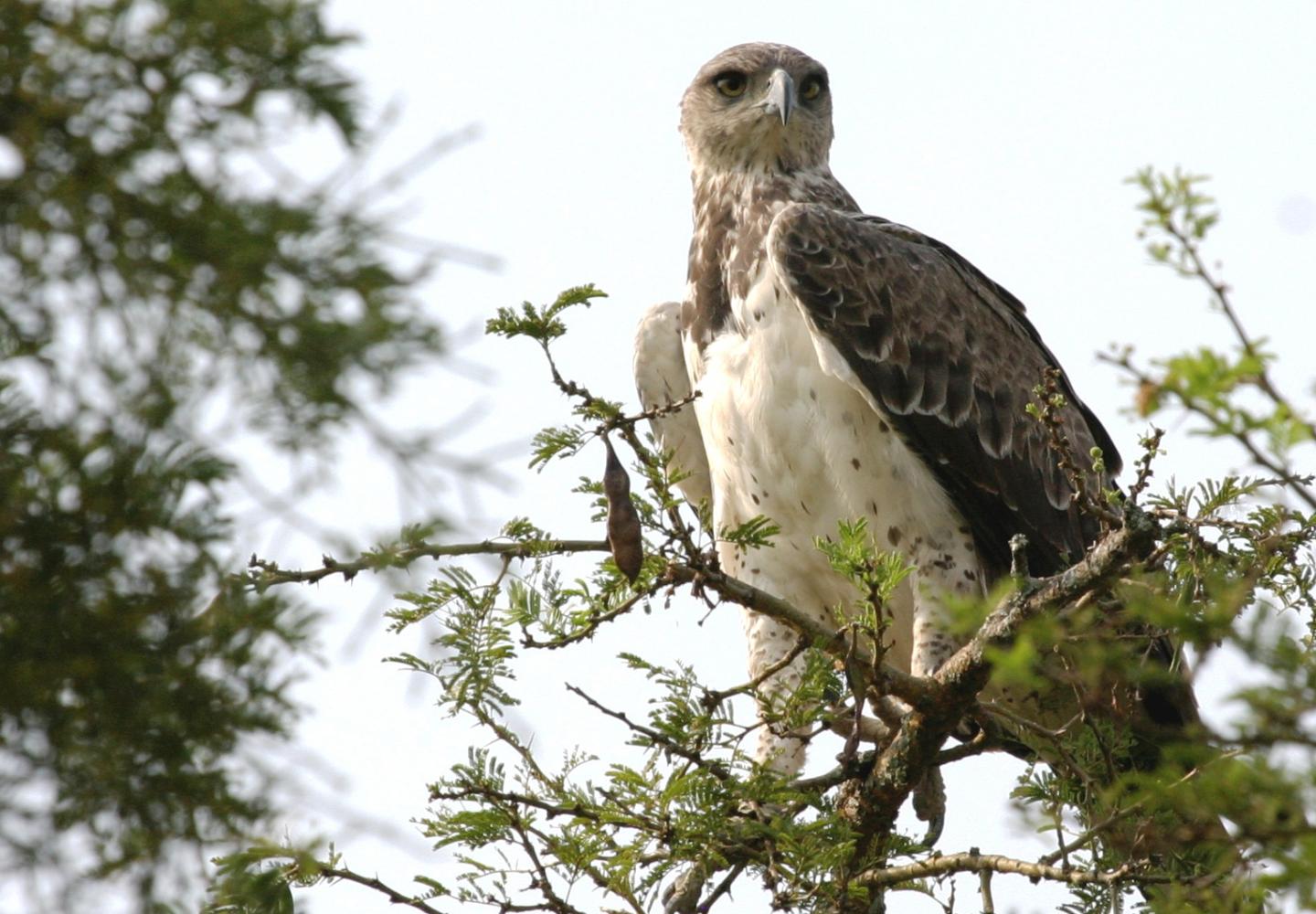 Martial eagle - Queen Elizabeth National Park