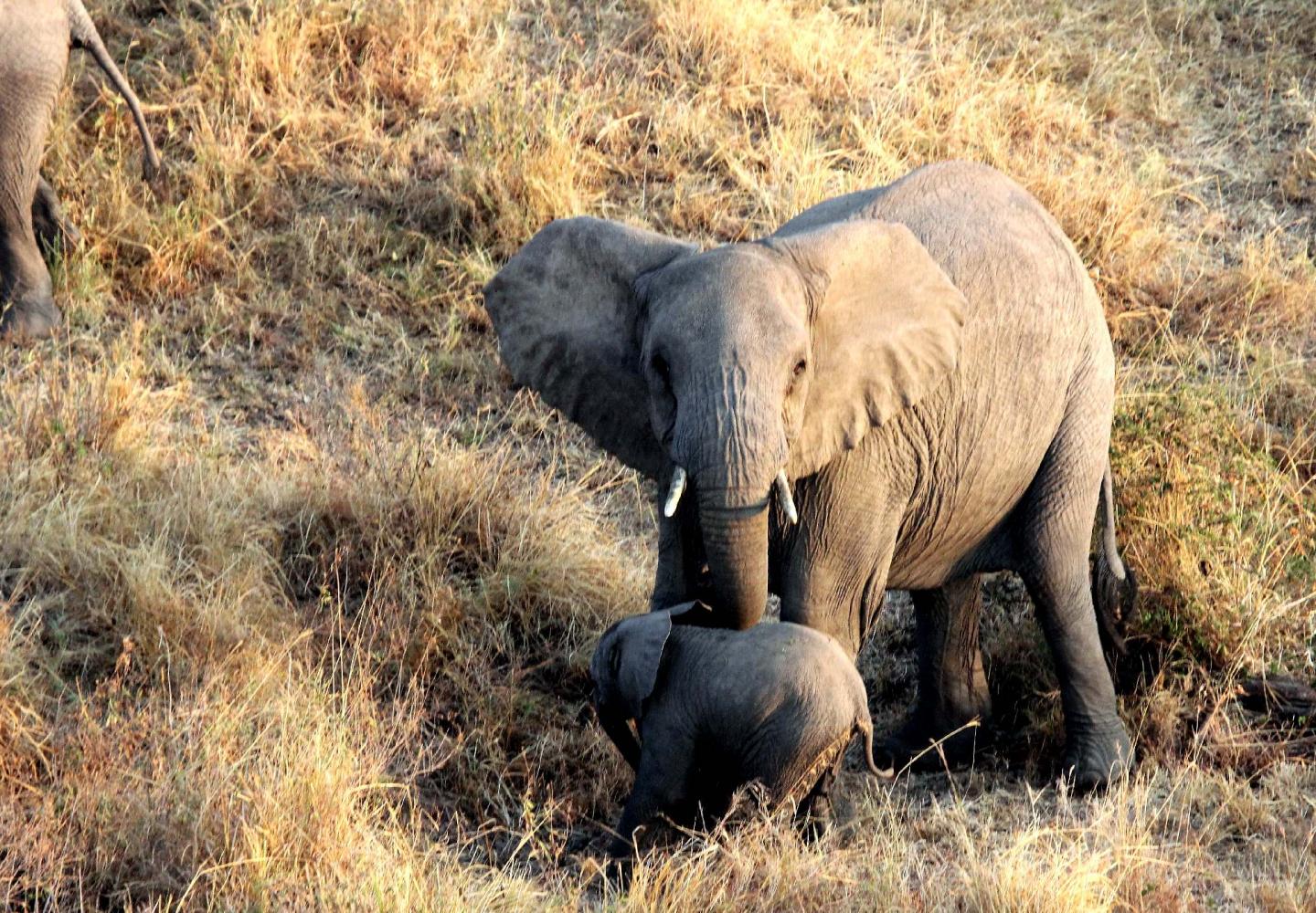 Elephantbaby and mother sighted from Hot Air Balloon (Murchsion Falls Uganda)