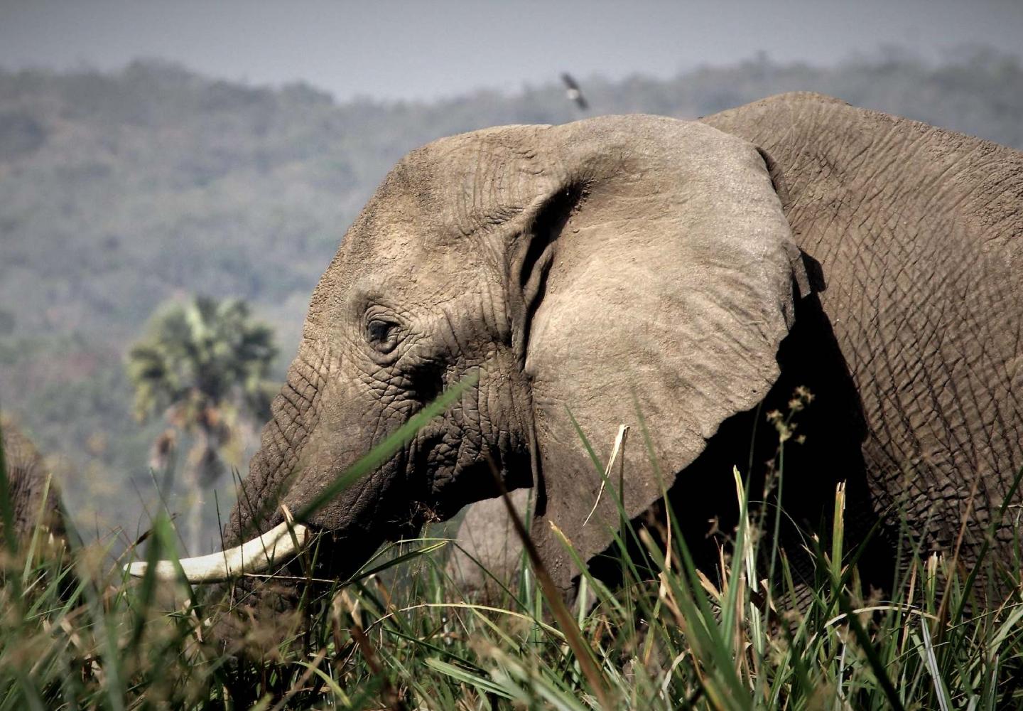 Elephant (Murchison Falls Uganda)