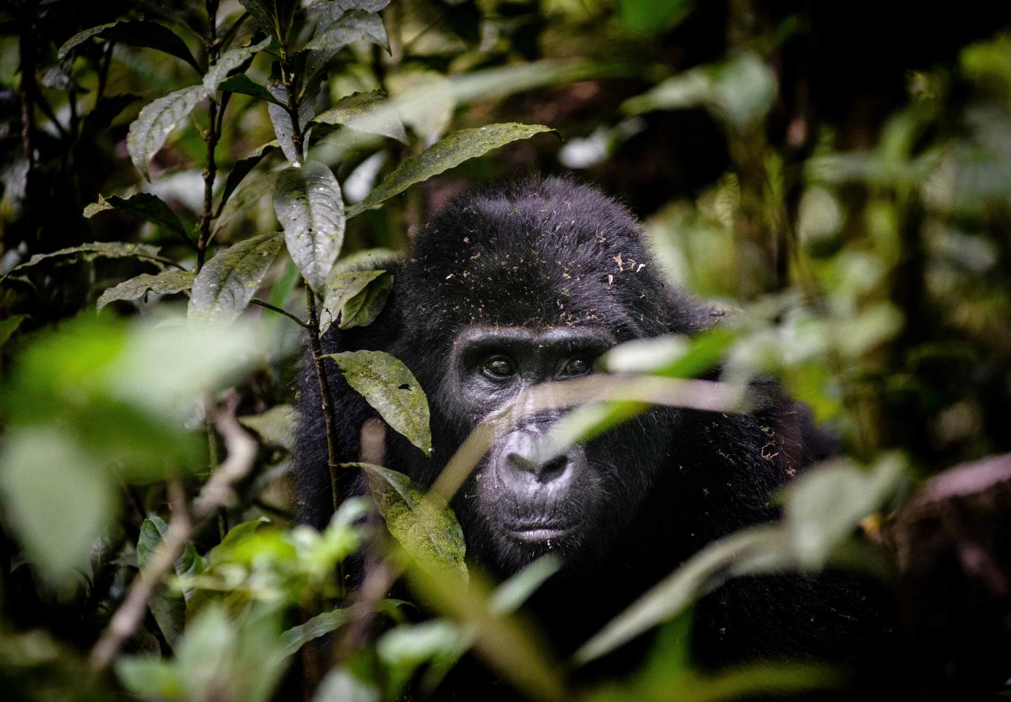 Female Mountain Gorilla Bwindi hiding in Forest
