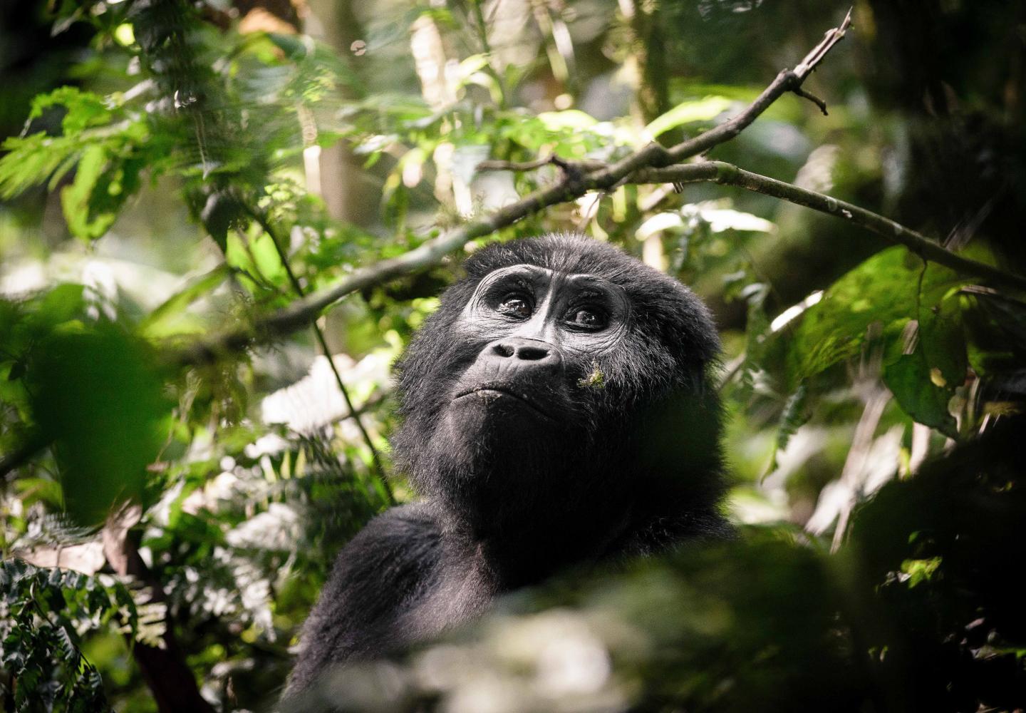 Female Mountain Gorilla Bwindi