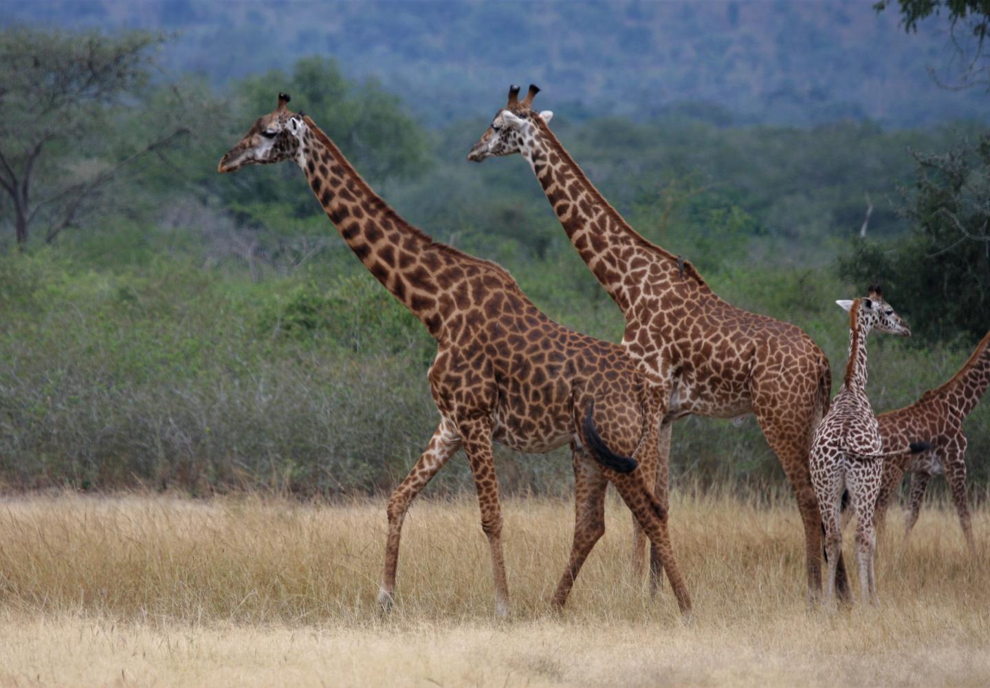 Masai Giraffes (Akagera National Park (Rwanda)