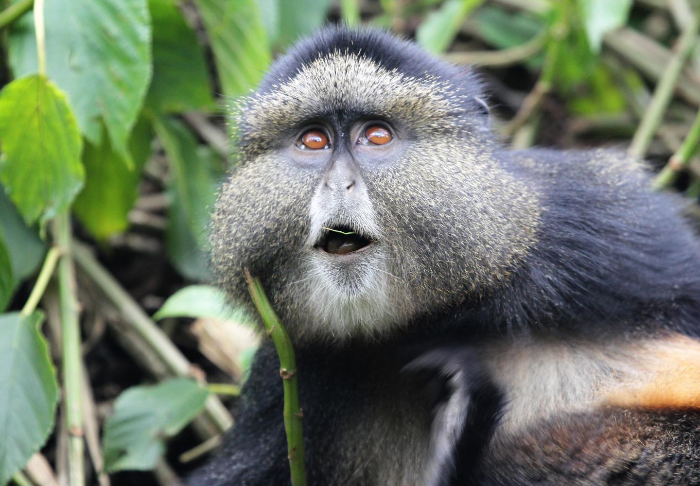 Golden Monkey (Volcanoes National Park Rwanda)