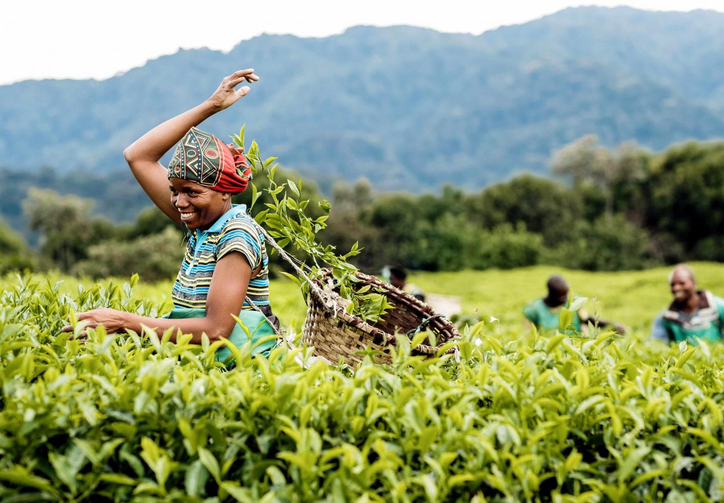 Gisakura tea plantation (Rwanda)