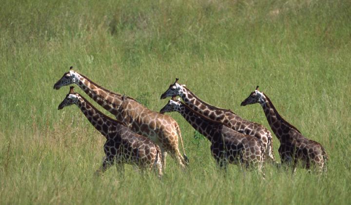 Rothchild Giraffes Murchison